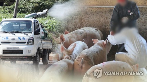 강화서 아프리카돼지열병 또 확진…국내 발생 9건으로  (CG)[연합뉴스TV 제공]