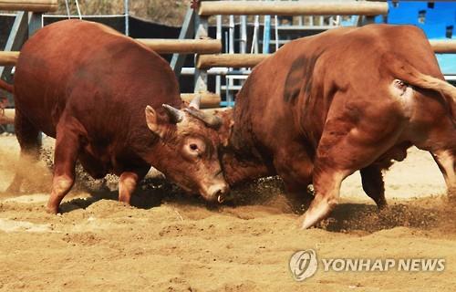 소싸움 대회[연합뉴스 자료사진]