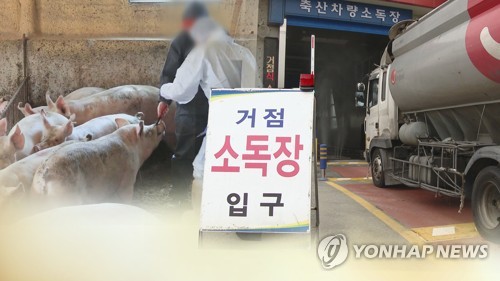 "확산 차단"…전국 지자체, 돼지열병 방역에 안간힘 (CG)[연합뉴스TV 제공]