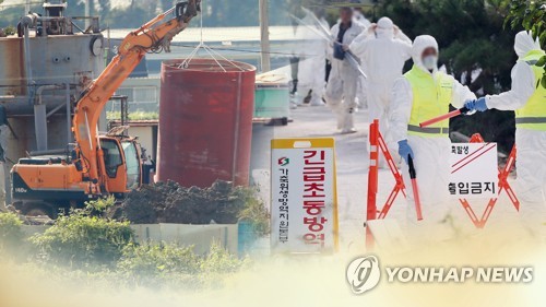 아프리카돼지열병 살처분[연합뉴스TV 제공]