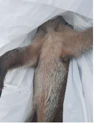 바이러스 검출된 멧돼지[환경부 제공]