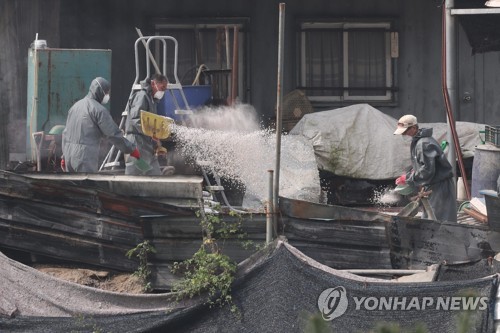 ASF 확산 방지 '파주·김포 돼지 모두 없앤다'(파주=연합뉴스) 임병식 기자 = 4일 경기도 파주시 아프리카돼지열병(ASF)이 발생한 양돈농가에서 방역당국이 살처분을 마친 뒤 생석회를 뿌리며 농장을 정리하고 있다.
    정부는 아프리카돼지열병 확산을 막기 위해 파주와 김포 지역의 모든 돼지를 수매 후 도축하거나 예방적 살처분하기로 했다. 2019.10.4 andphotodo@yna.co.kr