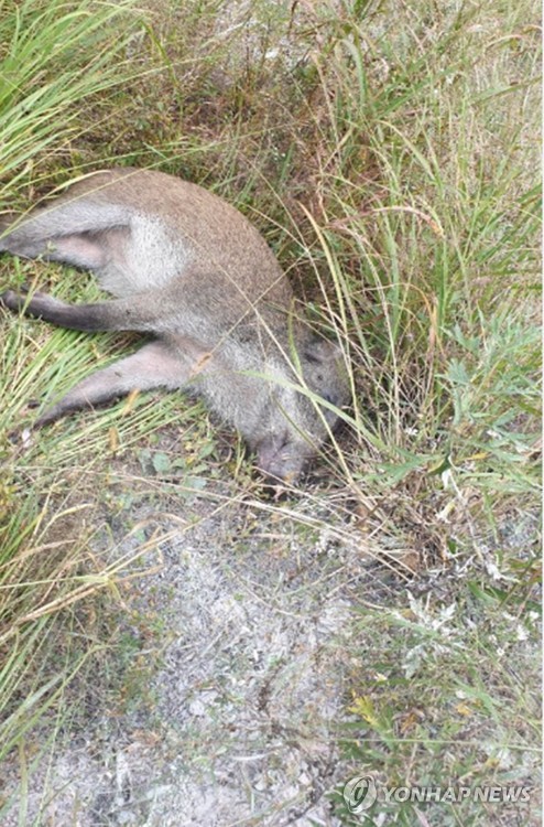 돼지열병 바이러스 검출된 연천 DMZ 멧돼지 폐사체 (서울=연합뉴스) 환경부는 지난 3일 경기도 연천군 내 비무장지대(DMZ)에서 지난 2일 발견된 야생멧돼지 폐사체에서 아프리카돼지열병(ASF) 바이러스가 검출됐다고 밝혔다. 사진은 바이러스가 검출된 멧돼지. [환경부 제공. 재판매 및 DB금지] photo@yna.co.kr