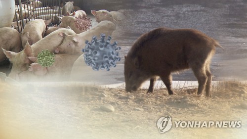 야생 멧돼지가 돼지열병 전파?…다른 가능성은 (CG)[연합뉴스TV 제공]