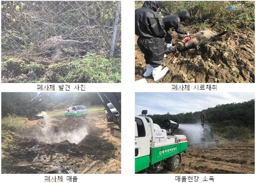 파주 감염 멧돼지 폐사체[환경부 제공]