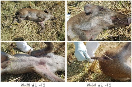 연천 감염 멧돼지 폐사체[환경부 제공]