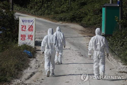 ASF 시료 채취하는 방역당국[연합뉴스 자료사진]