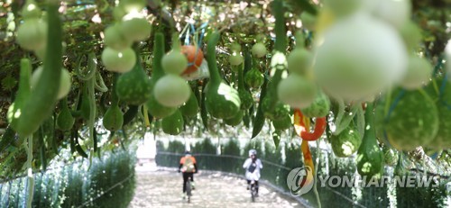 주렁주렁 매달린 가을 덩굴식물[연합뉴스 자료사진]