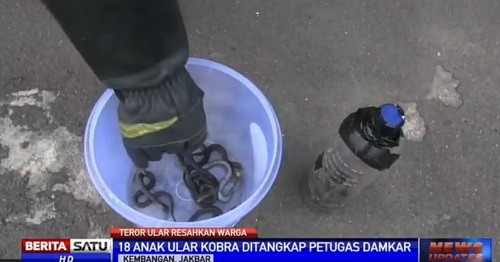 인니 큼방안 주택서 새끼 코브라 18마리 잡아[베리타사뚜TV]