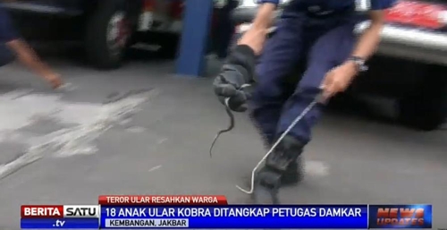 인니 큼방안 주택서 새끼 코브라 18마리 잡아[베리타사뚜TV]