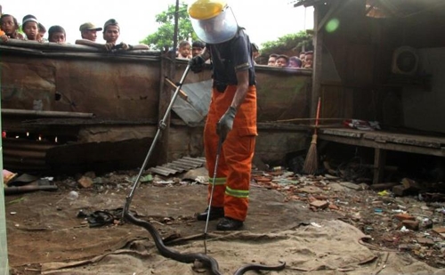 브카시 주택가에서 포획한 2m 길이 킹코브라[안타라통신]