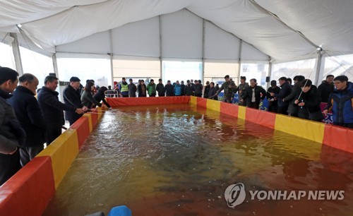 '실내낚시터에서 겨울 즐겨요'(홍천=연합뉴스) 이상학 기자 = 10일 오후 강원 홍천군 홍천강변에서 '제8회 홍천강 꽁꽁축제'가 개막해 26일까지 열린다. 올해 축제는 야외 낚시터가 얼지 않아 실내 위주로 열린다. 관광객이 실내 낚시터에 송어 낚시를 하고 있다. 2020.1.10 hak@yna.co.kr