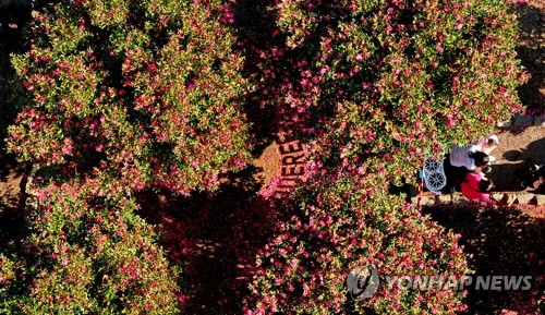 지난 10일 제주 휴애리자연생활공원 동백정원.[연합뉴스 자료사진]
