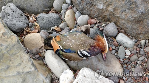 총에 맞아 폐사한 원앙(제주=연합뉴스) 11일 제주 서귀포시 강정천 중상류에서 산탄총에 맞아 폐사한 천연기념물 원앙의 모습. 2020.1.12 [한국조류보호협회 제주도지회 제공. 재판매 및 DB 금지] koss@yna.co.kr