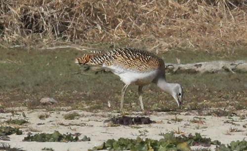 느시[국립문화재연구소 제공]