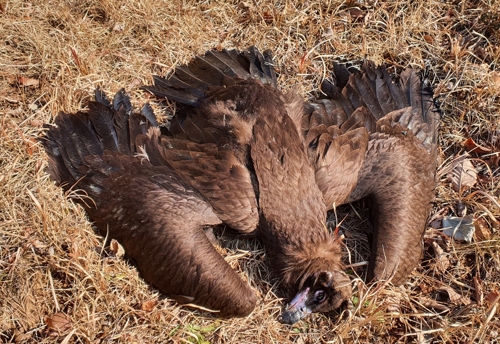 경남 거제서 발견된 독수리 폐사체[통영거제환경운동연합 제공. 재판매 및 DB 금지]