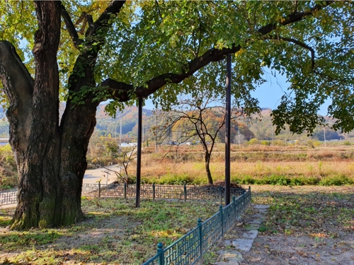 상주 두곡리 뽕나무[문화재청 제공]