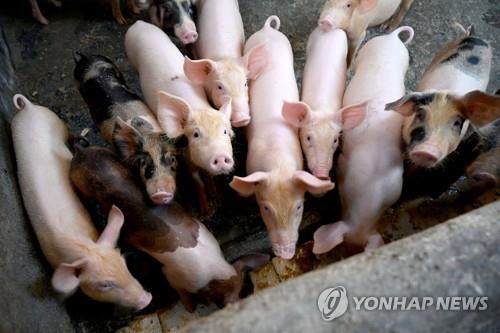 인도네시아 발리섬의 돼지사육 농가[AFP=연합뉴스]