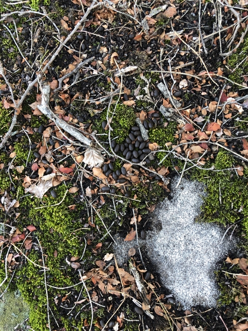 산양 분비물[문화재청 제공]