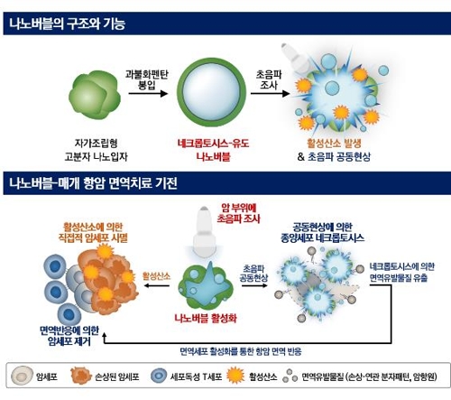 나노 기포의 암 치료 기전 모식도[성균관대 박재형 교수 제공. 재판매 및 DB 금지]