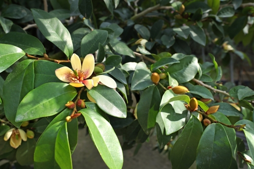 진짜 바나나보다 더 부드럽고 달콤한 바나나 향기가 나는 함소화 [사진/조보희 기자]