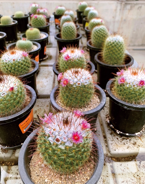 가든 센터에서 판매하는 선인장 [사진/한미희 기자]