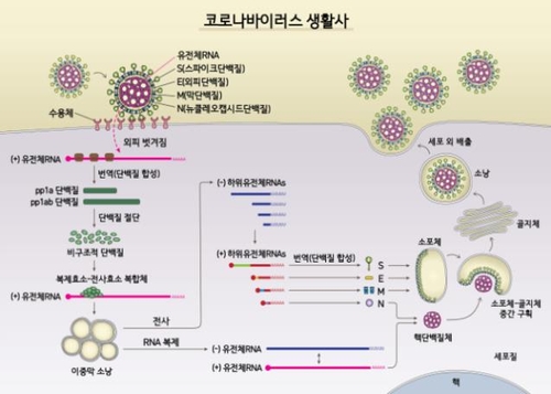 사스 코로나바이러스-2의 작용 기전[IBS 제공. 재판매 및 DB 금지]
