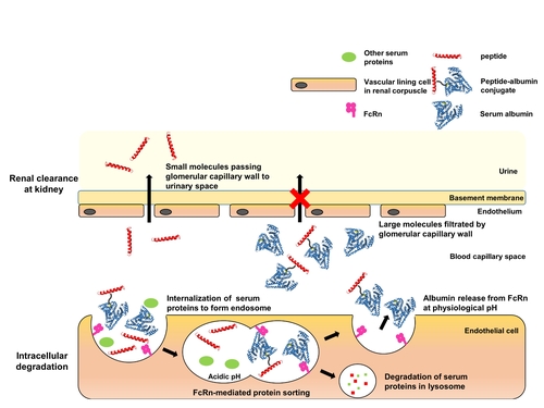 '글루카곤 유사 펩타이드-1(GLP-1)' 반감기 증가 과정[광주과학기술원 제공. 재판매 및 DB 금지]