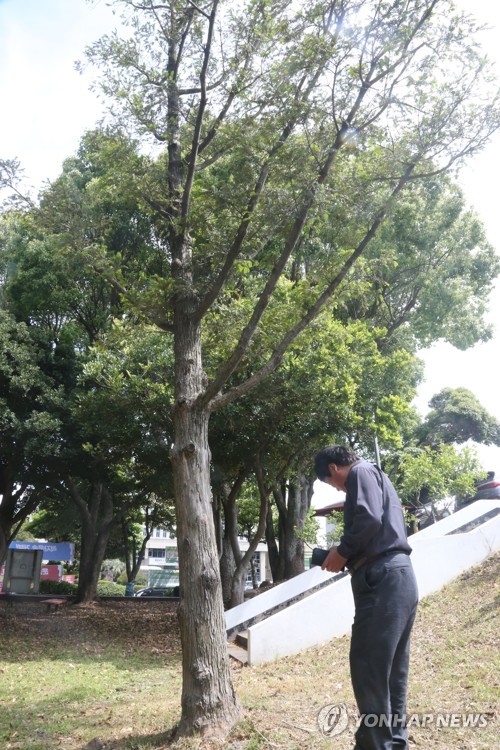 전두환 표지석 제거된 기념식수(제주=연합뉴스) 고성식 기자 = 제주도청사 주변에 있던 전두환 기념식수 표지석이 40년 만에 철거된 자리를 22일 도청 관계자가 들여다보고 있다. 이 표지석은 대통령 취임 후인 1980년 11월 지방 순회 방문차 제주도를 찾았을 당시 비자나무를 심고 나무 앞에 설치됐다. 2020.5.22 koss@yna.co.kr