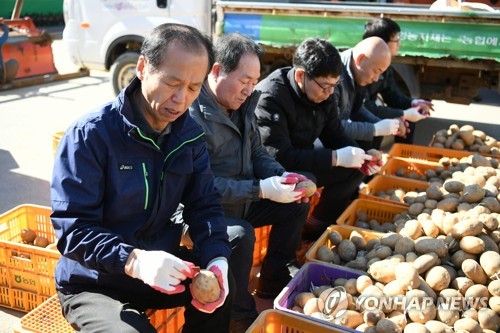 감자 싹 제거하는 최문순 강원지사[연합뉴스 자료 사진]