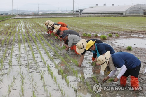 남북 평화 기원하며(광주=연합뉴스) 천정인 기자 = 20일 오전 광주 서구 통일쌀 경작지에서 6·15공동선언실천 남측위원회 광주본부 주관으로 6·15공동선언 20주년 기념 통일쌀 모내기 행사가 진행되고 있다. 2020.6.20 iny@yna.co.kr
