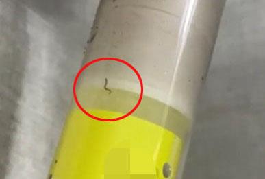 지난 8일 발견된 수돗물 유충 [독자 촬영 제공. 재판매 및 DB 금지]