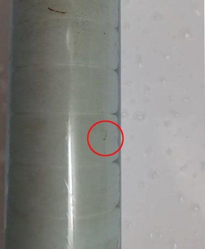 기어가는 유충[인천 서구 지역 맘카페 갈무리. 재판매 및 DB 금지]