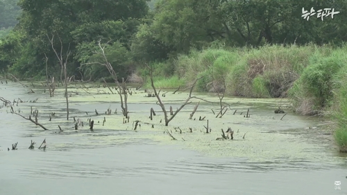 21일 '뉴스타파' 보도에 나온 낙동강[뉴스타파 유튜브 채널 캡처]
