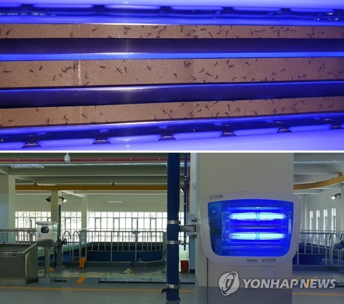 인천 공촌정수장서 발견된 깔따구 성충(인천=연합뉴스) 인천시 서구의회 미래통합당 이의상 의원은 지난 15일 깔따구 유충이 발견된 공촌정수장에서 성충 수십 마리가 발견됐다고 22일 밝혔다. 그는 지난 14일에 공촌정수장 내 고도정수처리시설에 벌레 유인 포획기가 설치됐고 다음 날인 15일에 이곳을 찾아 깔따구 성충 포획 여부를 확인했다고 설명했다. 사진은 윗쪽부터 포획된 깔따구 성충과 벌레 유인 포획기 모습. [이의상 의원 제공. 재판매 및 DB 금지] tomatoyoon@yna.co.kr