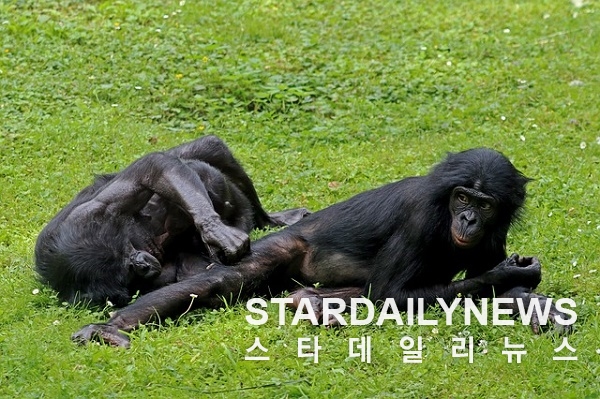 보노보 모습. 픽사베이 제공.