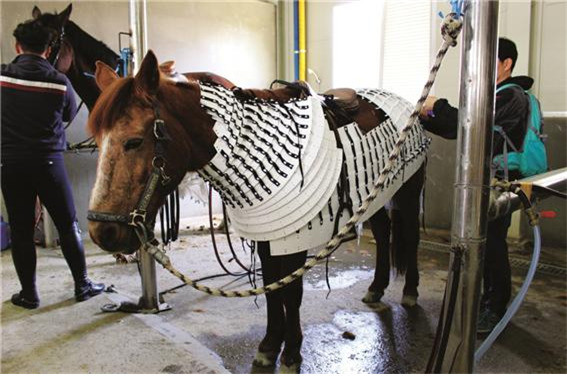 국립경주문화재연구소 연구진이 경주 쪽샘 고분에서 출토된 신라시대 말갑옷의 플라스틱 복제품을 제주산 조랑말에 입히고 착장 실험을 하고 있다.