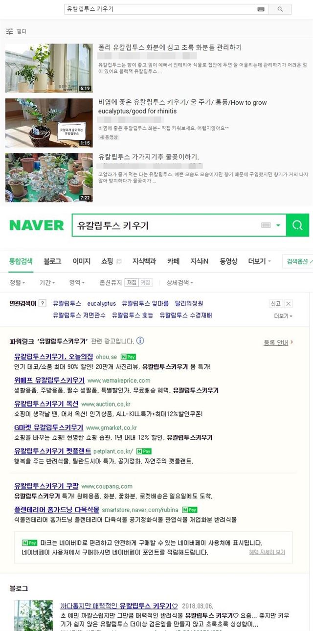 14일 유튜브(위쪽)와 네이버에서 ‘유칼립투스 키우기’를 검색한 결과. 각 사이트 캡처