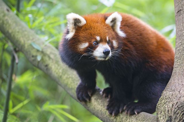 우리는 생물다양성의 급속한 감소로 동식물은 물론 인간의 삶과 질까지 위협받는 환경 위기에 직면해 있다. 사진은 멸종위기종인 붉은 판다. 게티이미지뱅크