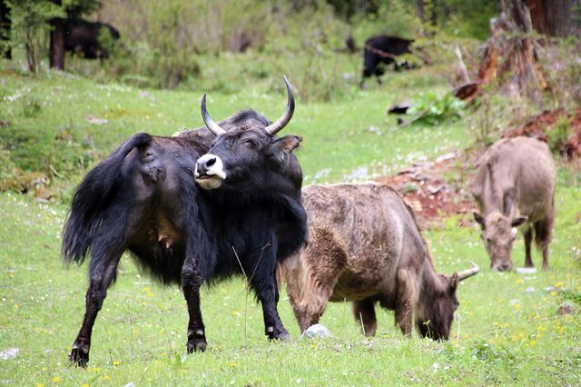 쌍교구 목포지에서 야크가 한가롭게 풀을 뜯고 있다.