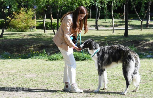 [저작권 한국일보] 도그워커는 개와 인간 모두의 기쁨을 위한, 양측 사이의 중재자다. 배우한 기자