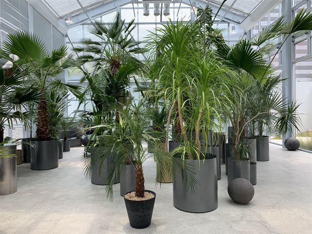 식물관PH에서 서울에서 좀체 볼 수 없는 다양한 열대 관엽식물을 둘러볼 수 있다. 강지원 기자