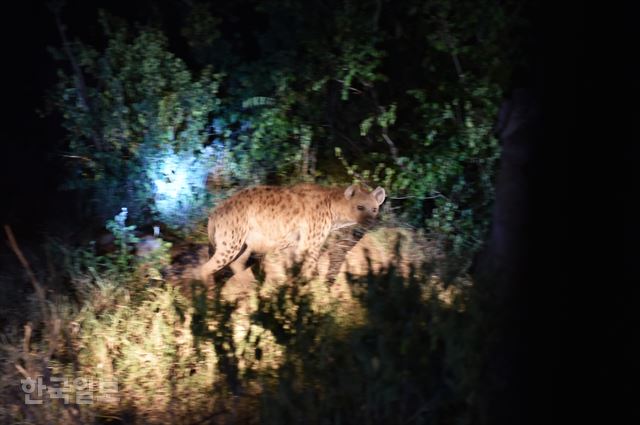 숙소 부근에서 진행되는 야간 사파리 투어에서 본 하이에나 가족.