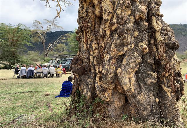 응고롱고로 분화구 안에서 꿀맛 같은 점심식사. 드넓은 평원에서 왜소해 보이는 나무도 가까이 가보면 모두 아름드리 거인이다.