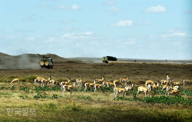 톰슨가젤 떼가 풀을 뜯고 있는 평원 뒤로 사파리 차량이 달리고 있다.