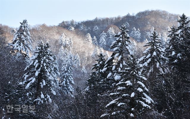 높은 산자락의 침엽수가 크리스마스트리처럼 변했다.