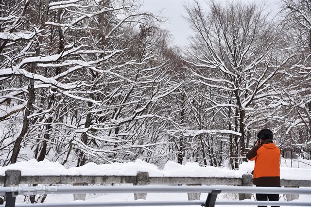 나뭇가지에도 솜 뭉치처럼 소복하게 눈이 덮였다.