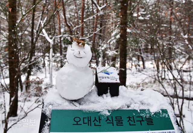 평창에서도 올 겨울엔 눈 보기가 쉽지 않았다. 전나무 숲길에 누군가가 귀여운 눈사람을 만들어 놓았다.