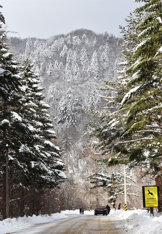 월정사에서 상원사 가는 길에 본 환상적인 설경.