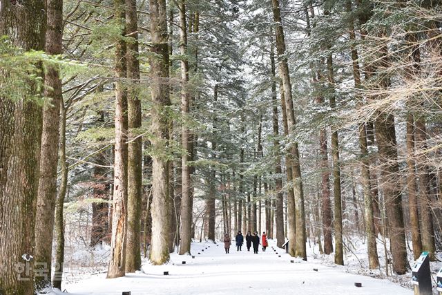 눈 내린 월정사 전나무 숲길. 양쪽으로 아름드리 전나무가 호위하는 숲길이 700m가량 이어진다.